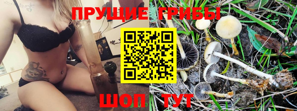 Шуя  Псилоцибиновые грибы ЛСД  Вход с VPN  Псилоцибиновые грибы Psilocybine cubensis 